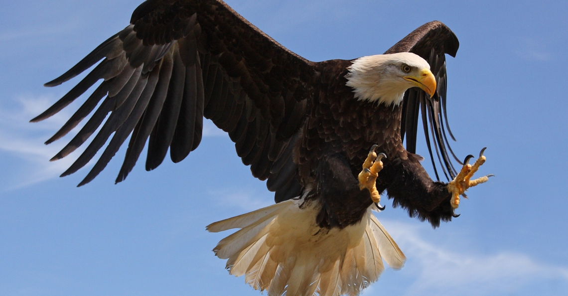 1487779181-eagle-drone-attack-militair-frankrijk-roofvogel-02-2017.jpg